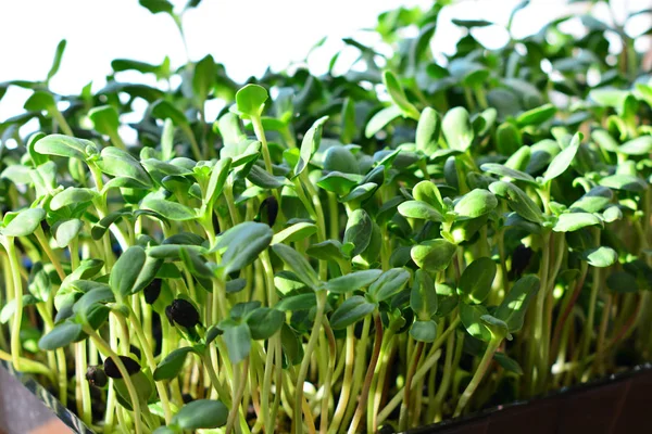 Brotes de girasol verde - concepto para una nutrición saludable, primer plano — Foto de Stock