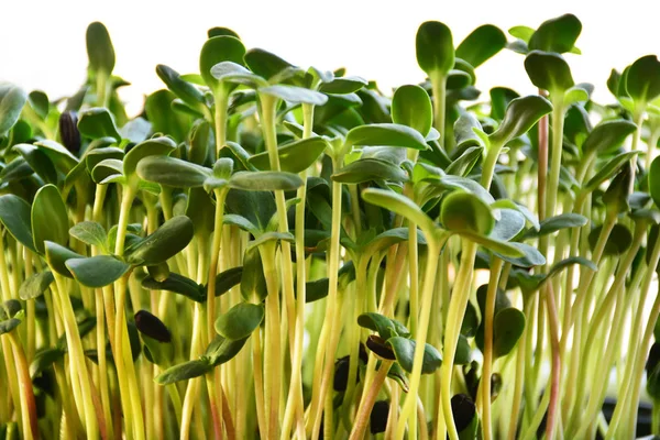 Brotes de girasol verde - concepto para una nutrición saludable, primer plano — Foto de Stock