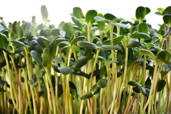 Brotes de girasol verde - concepto para una nutrición saludable, primer plano — Foto de Stock