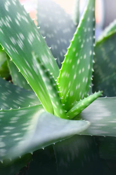 Aloe Vera Pflanze — Stockfoto