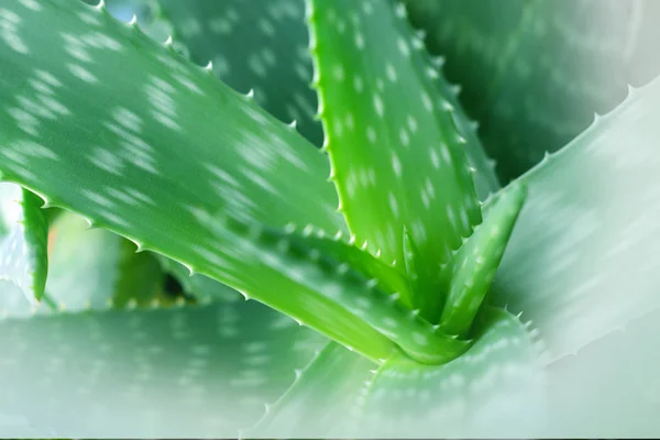 Planta de aloe vera —  Fotos de Stock