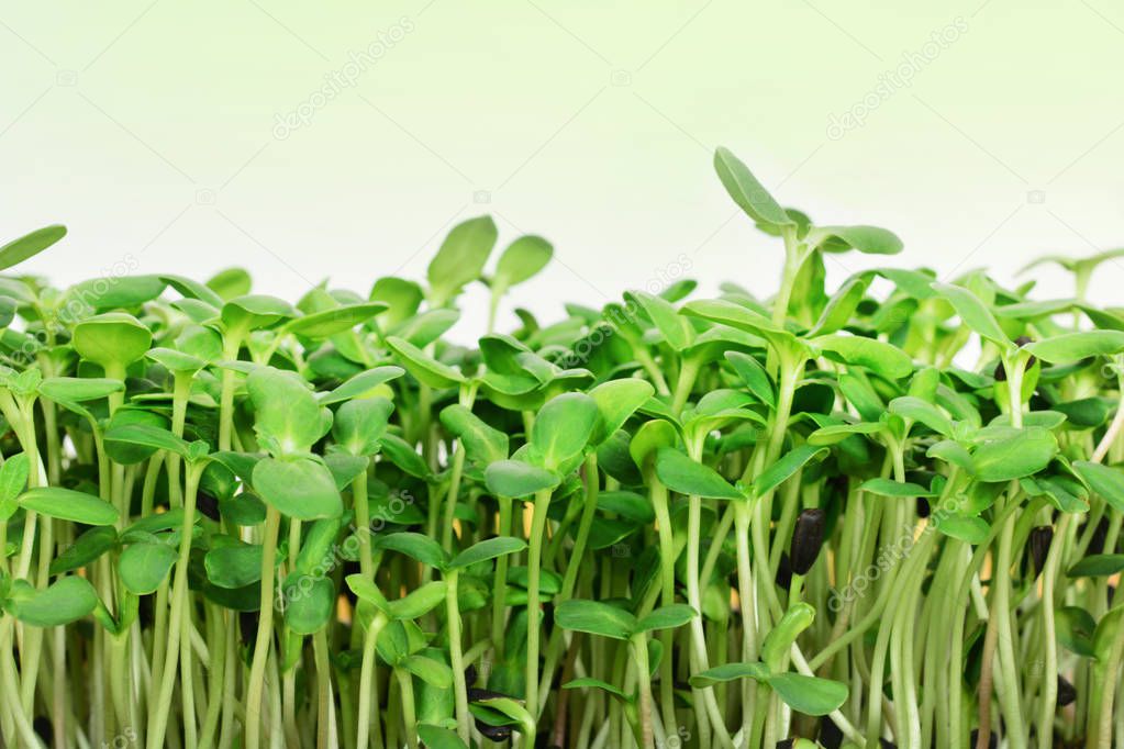 green sunflower sprouts - concept for healthy nutrition, closeup