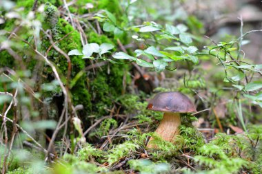 Ormanda mantar boletusu