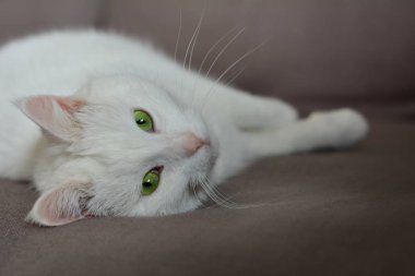 beyaz kedi kamera için düz seyir