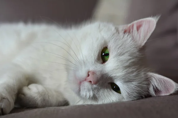 Chat blanc regardant droit à la caméra — Photo