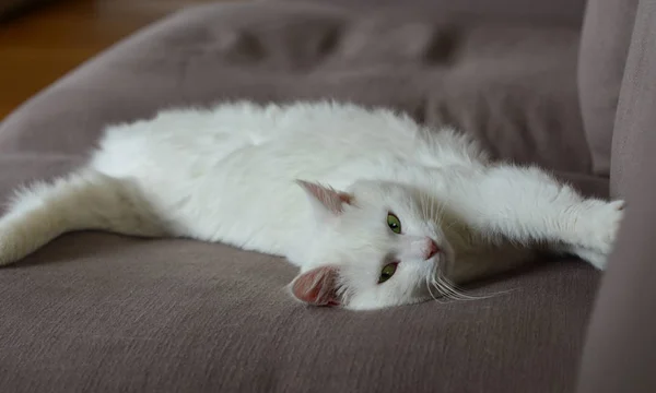 Chat blanc posé sur le canapé — Photo