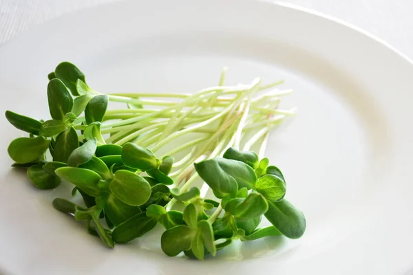 Bunch Green Sunflower Sprouts Served White Plate Easter Table Serving — Stock Photo, Image