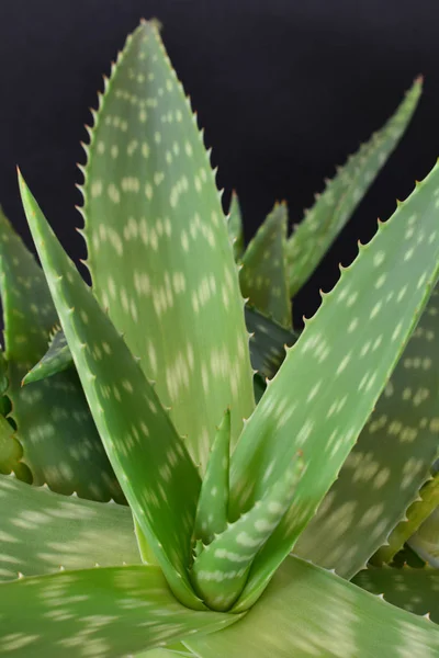 Φυτό aloe vera — Φωτογραφία Αρχείου