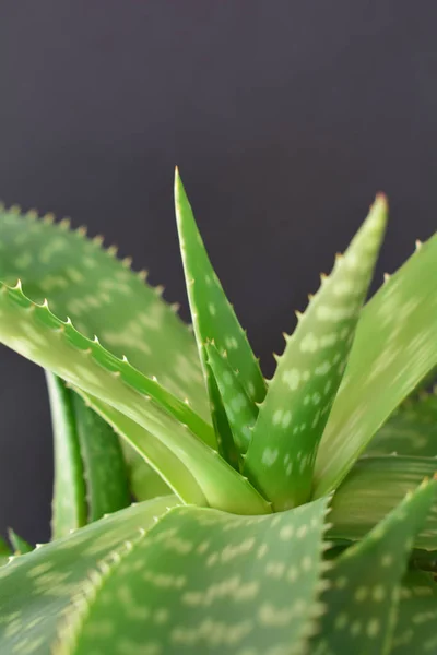 Aloe Vera Pflanze — Stockfoto