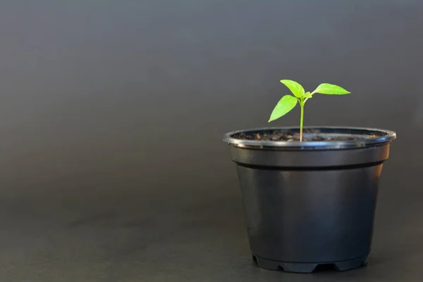 Plántulas de pimiento en maceta de plástico negro sobre fondo negro — Foto de Stock