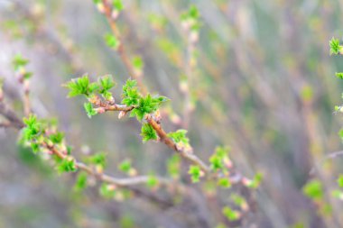 erken ilkbaharda bir dal Frenk üzümü Bush ile genç yeşil yaprakları. 