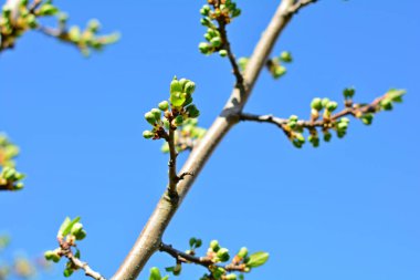ağaç dalı güneşli bahar gününde tomurcukları demet