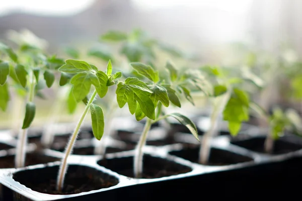 Plántulas de tomate en macetas de plástico listas para plantar — Foto de Stock