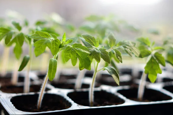 Plántulas de tomate en macetas de plástico listas para plantar — Foto de Stock