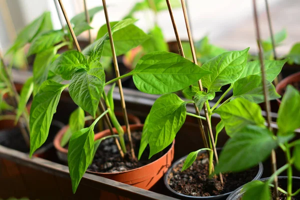 Plántulas de pimiento en macetas de plástico listas para plantar — Foto de Stock