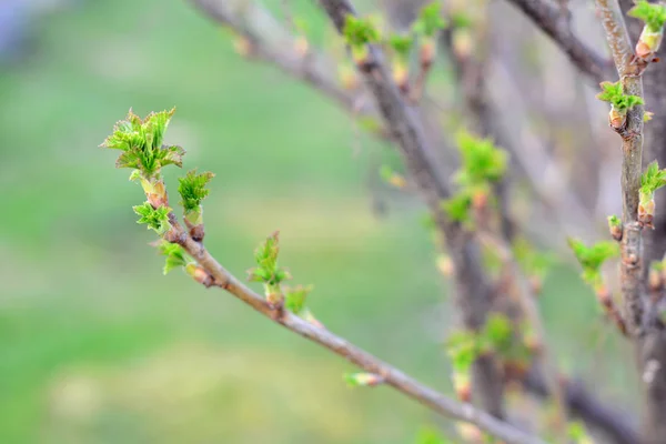 Gałązka z porzeczki z młoda zieleń odchodzi wczesną wiosną. — Zdjęcie stockowe