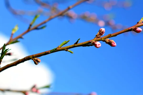 pink buds on tree branch on sunny spring day