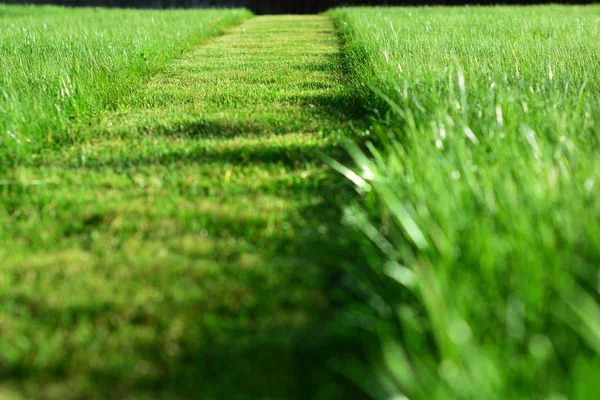 Segando el césped. Una perspectiva de hierba verde corte tira — Foto de Stock