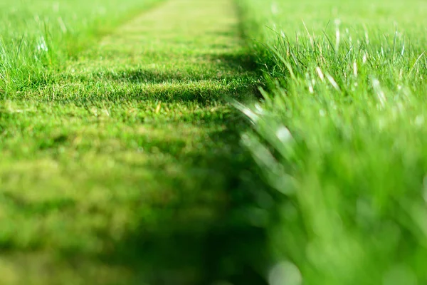 Segando el césped. Una perspectiva de hierba verde corte tira. Selecti — Foto de Stock