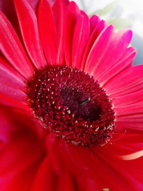 Kırmızı gerbera çiçek closeup görünümü arka plan