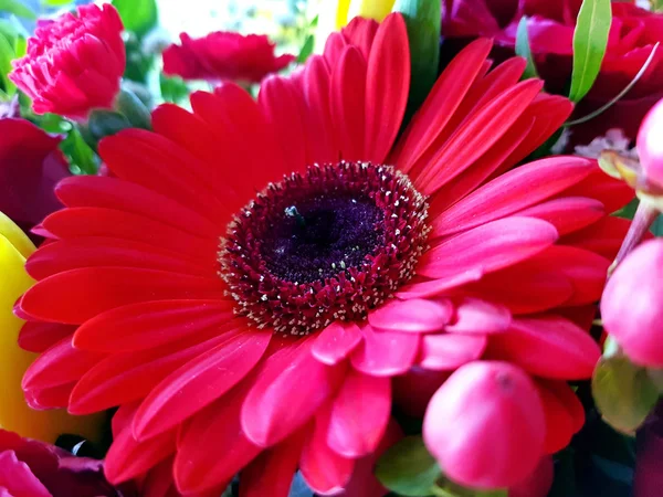 Vermelho gerbera flor closeup vista de fundo — Fotografia de Stock