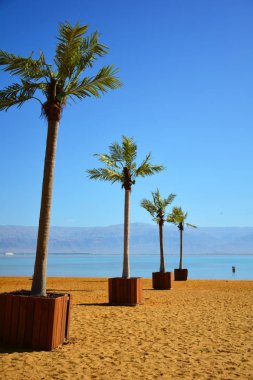 Ölü Deniz kıyısındaki Ein Bokek tatil köyünde palmiye ağaçları