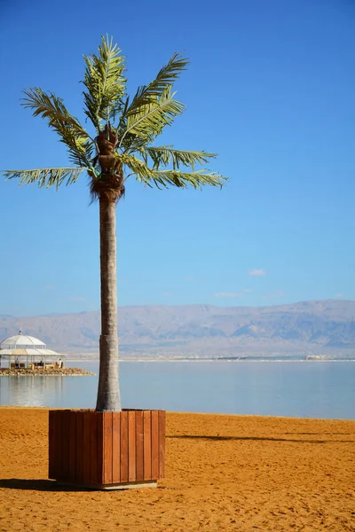 Palmera en la playa del complejo Ein Bokek cerca del Mar Muerto — Foto de Stock
