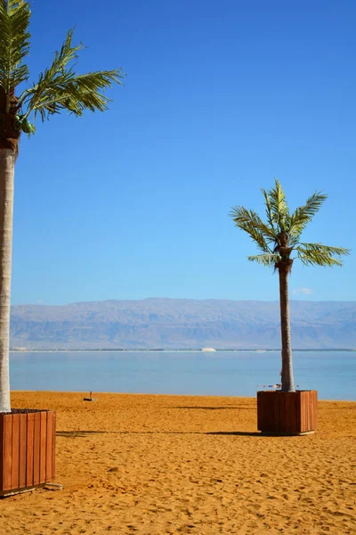 Palmera en la playa del complejo Ein Bokek cerca del Mar Muerto — Foto de Stock