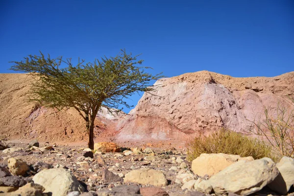 Paisaje del desierto de Negev. Un solo árbol camino al Cañón Rojo. Eilat. , Imágenes De Stock Sin Royalties Gratis