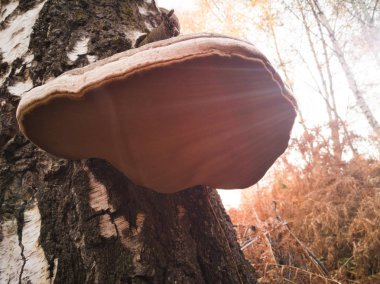 Sonbahar günlerinde tahta üzerinde mantar