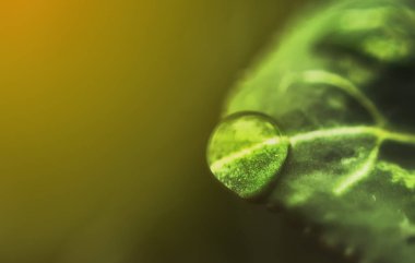 Yağmurlu bir sabahta, açık yeşil bir arka planda açık yeşil bulanık bir şablonda, yağmurlu bir havada, narin, taze bir su damlasının makro yakın çekimi tasarım için sınır şablonu.