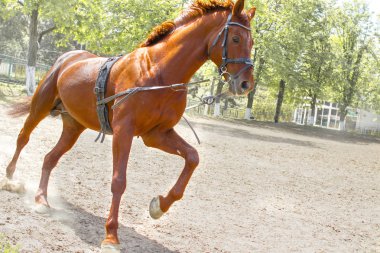 Ch önce günlük rutin egzersiz güçlü kahverengi at eğitim