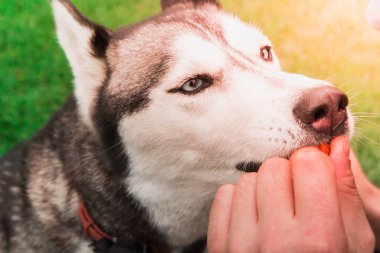 Husky köpek duran adamı öperken ayakları üzerinde close-up Üstten Görünüm