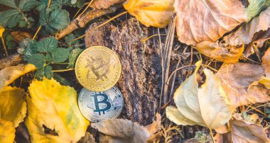 Altın ve gümüş bitcoin ormandaki sonbaharda park. Kavramı
