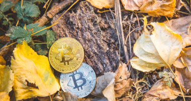 Altın ve gümüş bitcoin ormandaki sonbaharda park. Kavramı