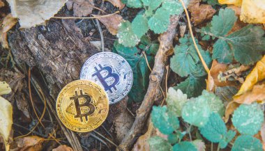 Altın ve gümüş bitcoin ormandaki sonbaharda park. Kavramı