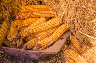Mısır kuru ve taze, taze organik sebze saman doku yakınındaki. kavram sebze çiftlikten taze. Uzun banner