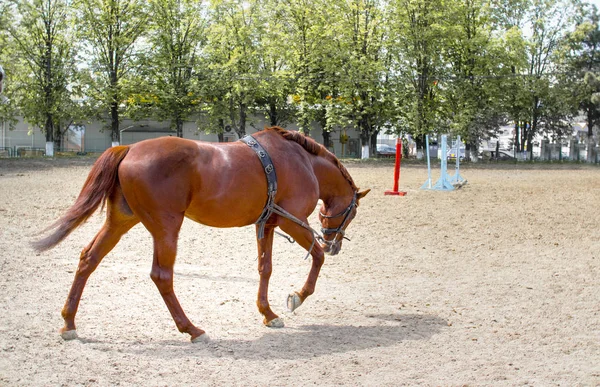 Potente entrenamiento de caballos marrones en el entrenamiento diario de rutina antes de ch —  Fotos de Stock
