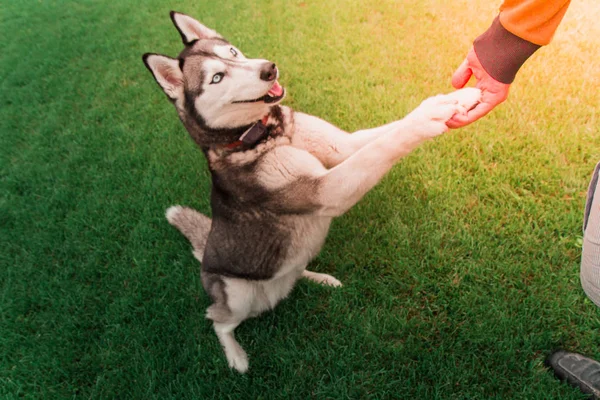 Husky dog standing on 2 feet holding man\'s hand. Friendly dog li