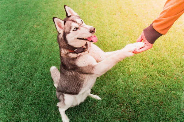 Husky dog standing on 2 feet holding man\'s hand. Friendly dog