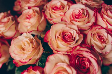 Bir demet pembe kırmızı beyaz gül buketi. Desen Taze