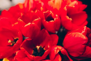 Bir demet pembe ve kırmızı beyaz laleler karışık çiçekler. F