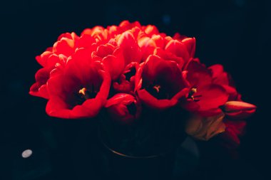 Bir demet pembe ve kırmızı beyaz laleler karışık çiçekler. F