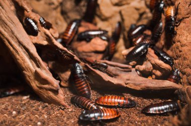 Macro Creepy, Madagaskar tıslayan hamamböceklerinin bir çoğunu ağaç dalına sıkıştırıyor. Yaygın Madagaskar dev hamamböcekleri sürünüyor. İğrenç iğrenç iğrenç böcek hijyen konsepti.. 