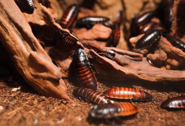 Macro Creepy, Madagaskar tıslayan hamamböceklerinin bir çoğunu ağaç dalına sıkıştırıyor. Yaygın Madagaskar dev hamamböcekleri sürünüyor. İğrenç iğrenç iğrenç böcek hijyen konsepti.. 