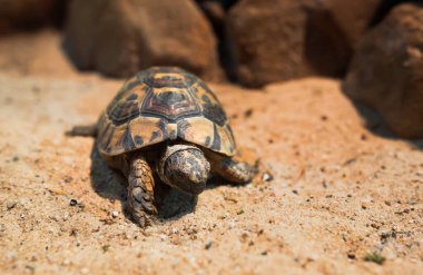 Kapatın Macro Sea kaplumbağası Kum tepesinde sürünüyor, Loggerhead kaplumbağası, Caretta Caretta, Galapagos kaplumbağası Büyük kaplumbağa, Ulusal hayvanat bahçesindeki sahil hayvanı