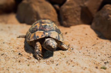 Kapatın Macro Sea kaplumbağası Kum tepesinde sürünüyor, Loggerhead kaplumbağası, Caretta Caretta, Galapagos kaplumbağası Büyük kaplumbağa, Ulusal hayvanat bahçesindeki sahil hayvanı