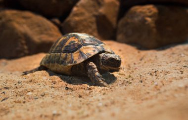 Kapatın Macro Sea kaplumbağası Kum tepesinde sürünüyor, Loggerhead kaplumbağası, Caretta Caretta, Galapagos kaplumbağası Büyük kaplumbağa, Ulusal hayvanat bahçesindeki sahil hayvanı