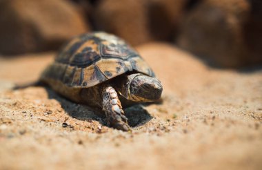 Kapatın Macro Sea kaplumbağası Kum tepesinde sürünüyor, Loggerhead kaplumbağası, Caretta Caretta, Galapagos kaplumbağası Büyük kaplumbağa, Ulusal hayvanat bahçesindeki sahil hayvanı