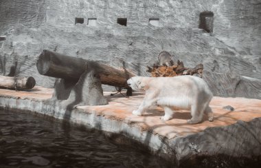 Hayvanat bahçesinde yürüyen beyaz ayı. 